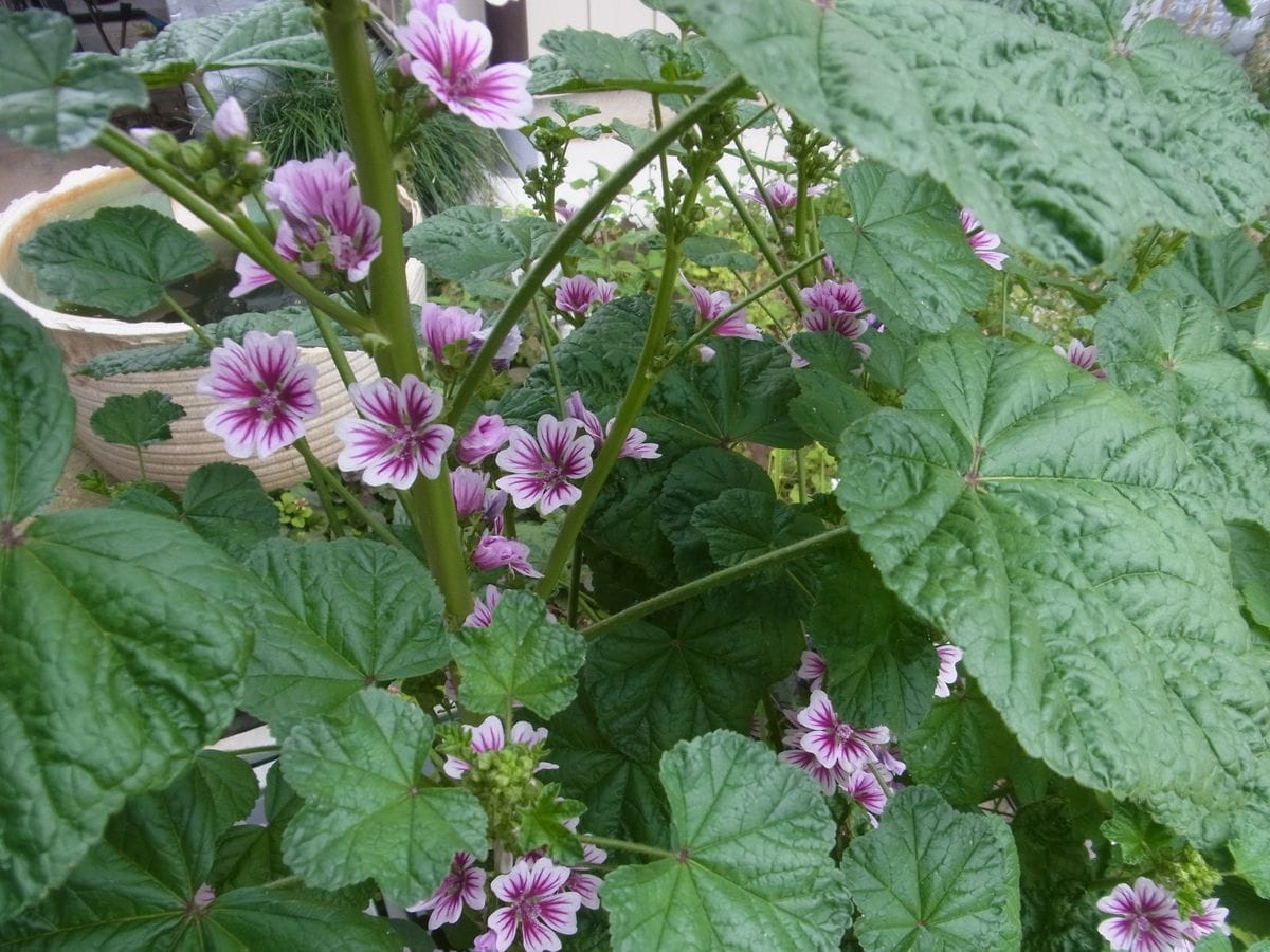 パパ庭のお花