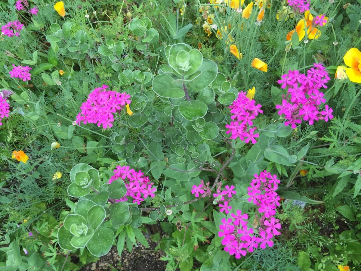 今日の花