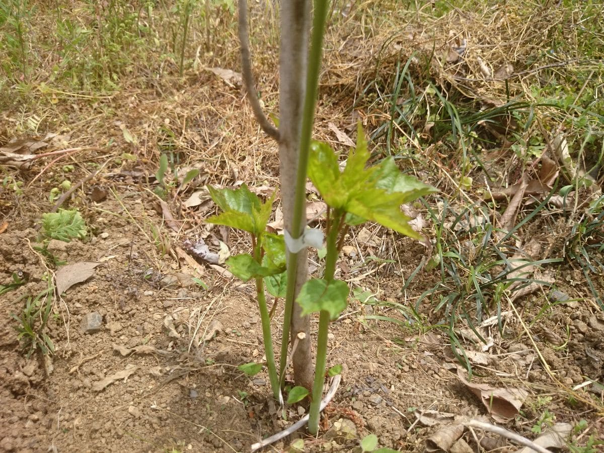 タイタンビカスの新芽が‼