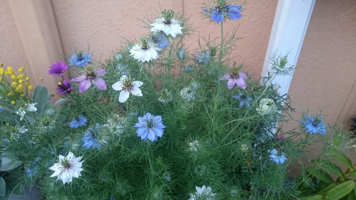 続々と発芽