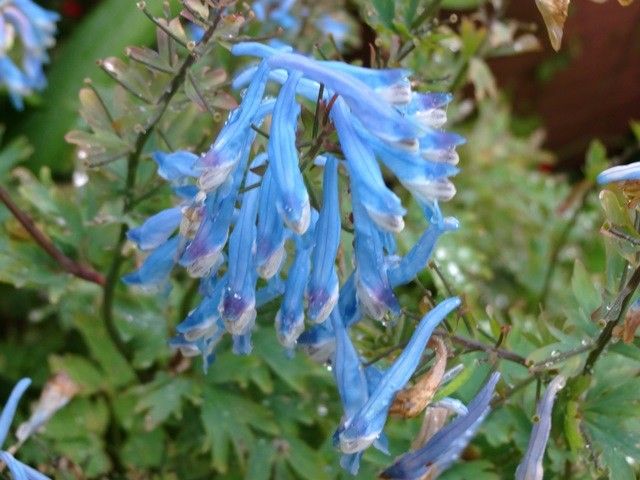 今朝の庭より山野草いろいろ