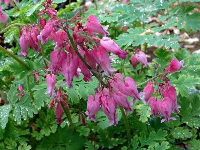 今朝の庭より山野草いろいろ