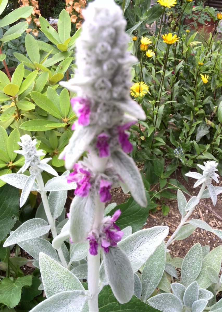 今日の庭の花