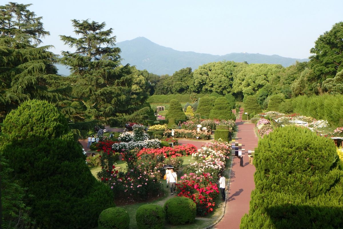 今年のバラ見物（京都府立植物園）