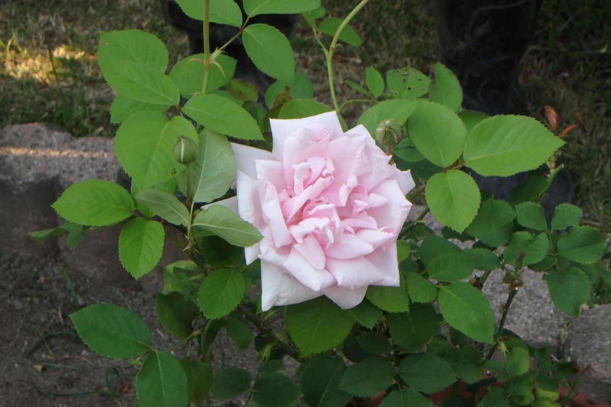 今年のバラ見物（京都府立植物園）