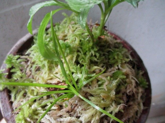 安上りな鉢植え