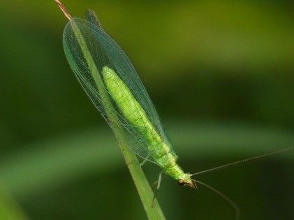 優曇華の花