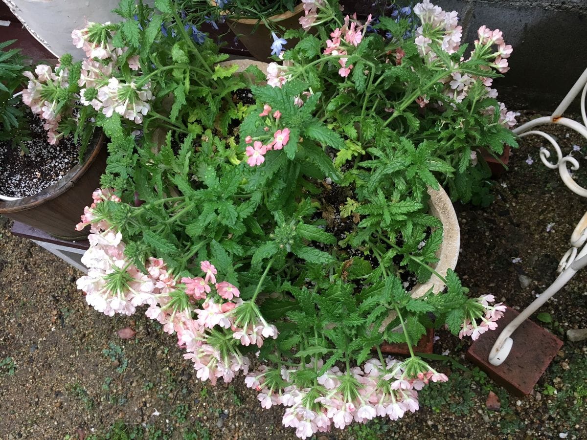 雨にやられてしまいました。