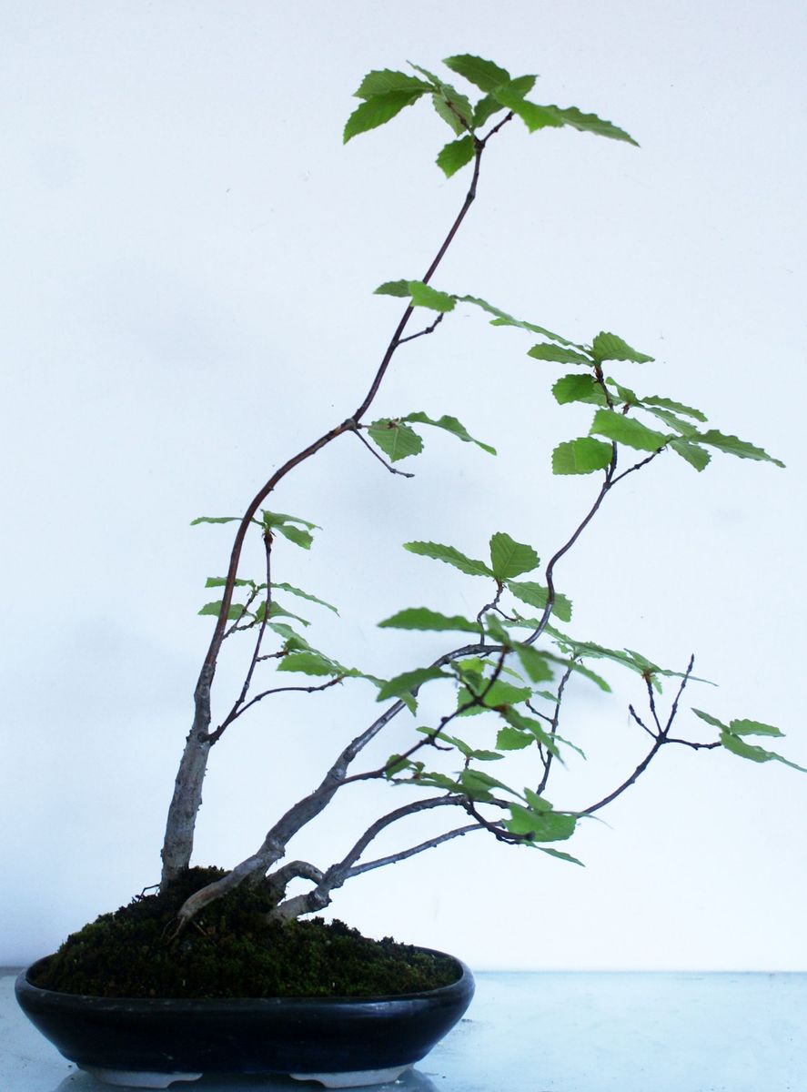 雑木盆栽　コナラの寄せ植え