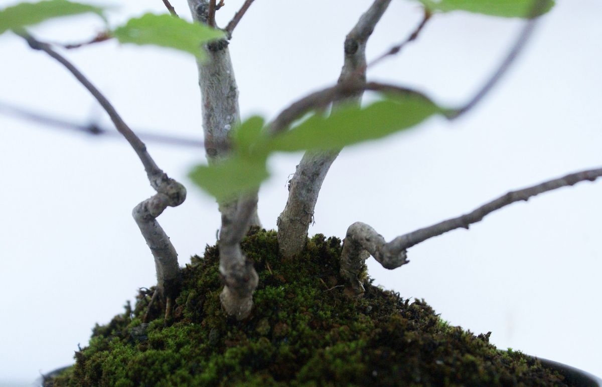 雑木盆栽　コナラの寄せ植え