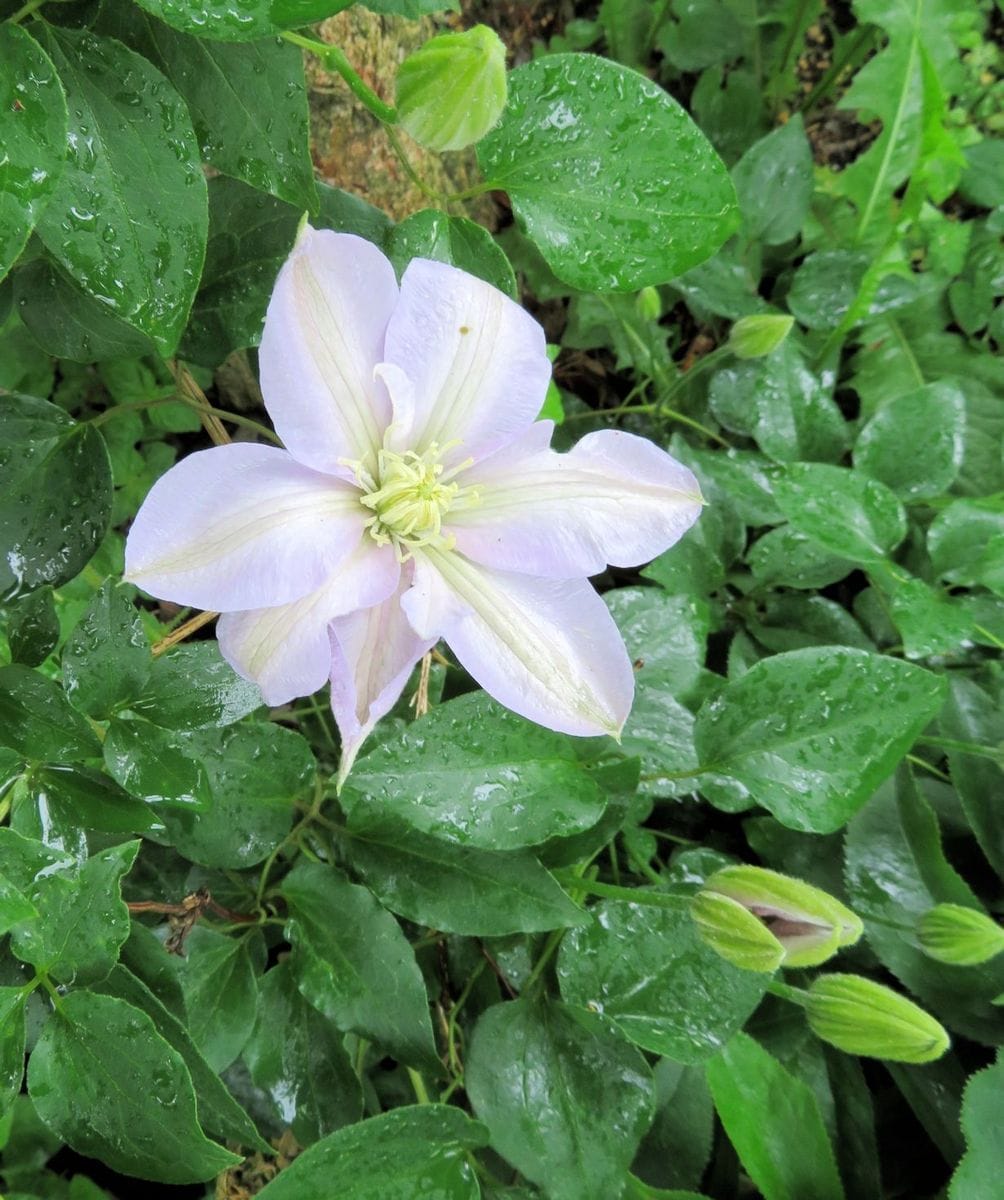 雨の庭から～　5.27