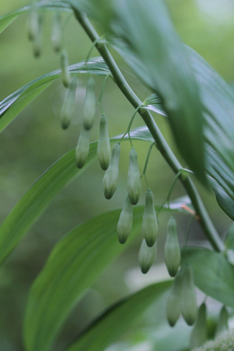 花のグラデーション