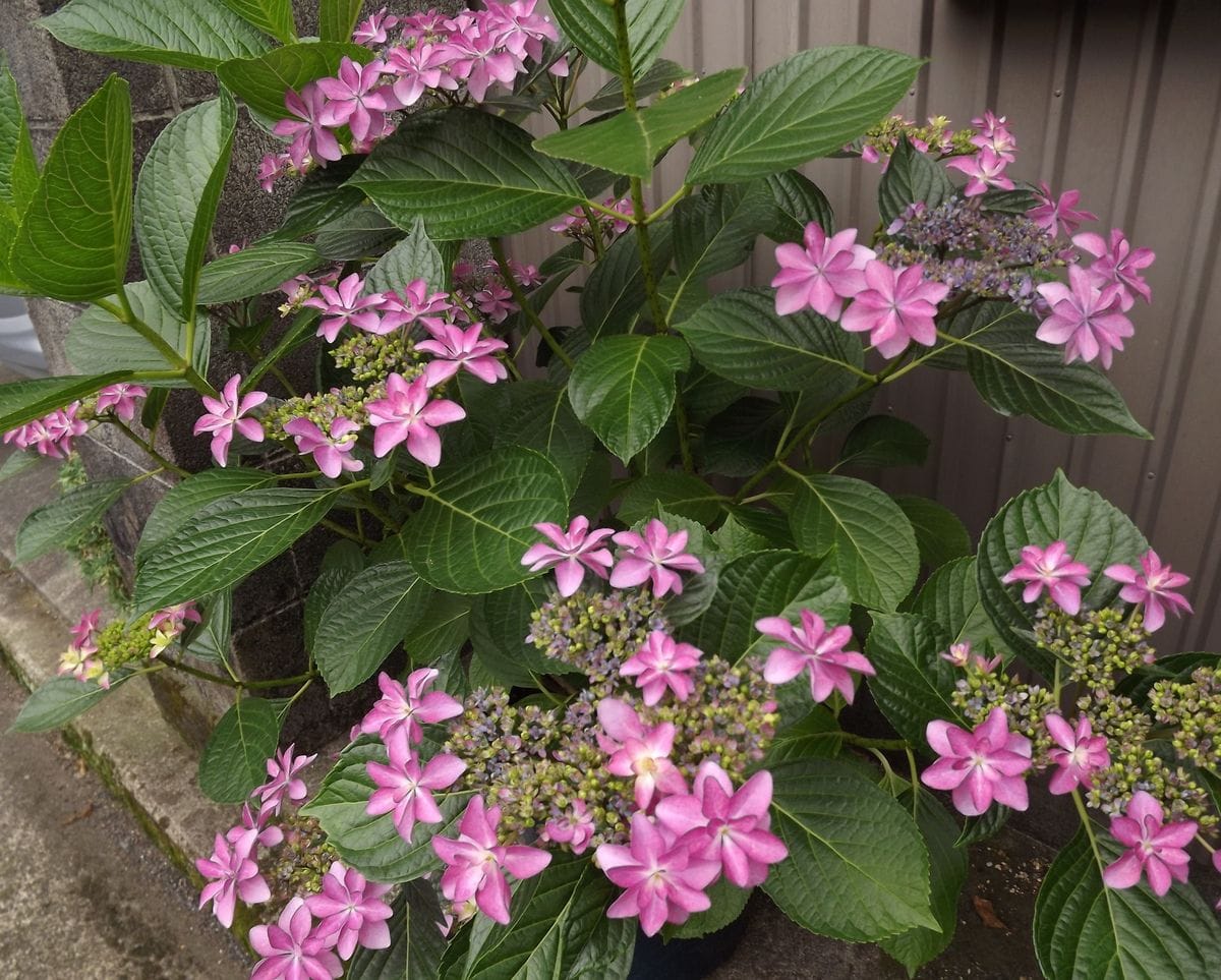 ダンスパーティー、墨田の花火、ルピナス