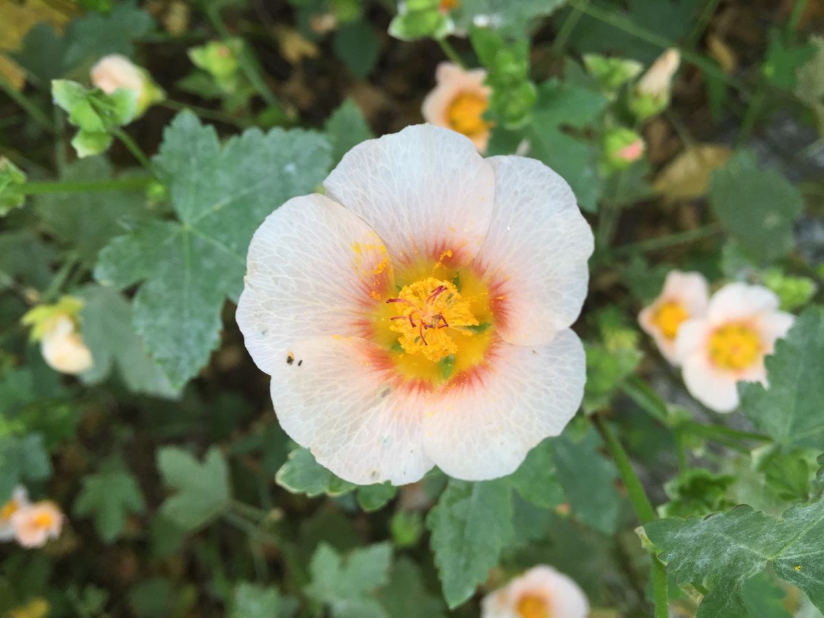 今日の花