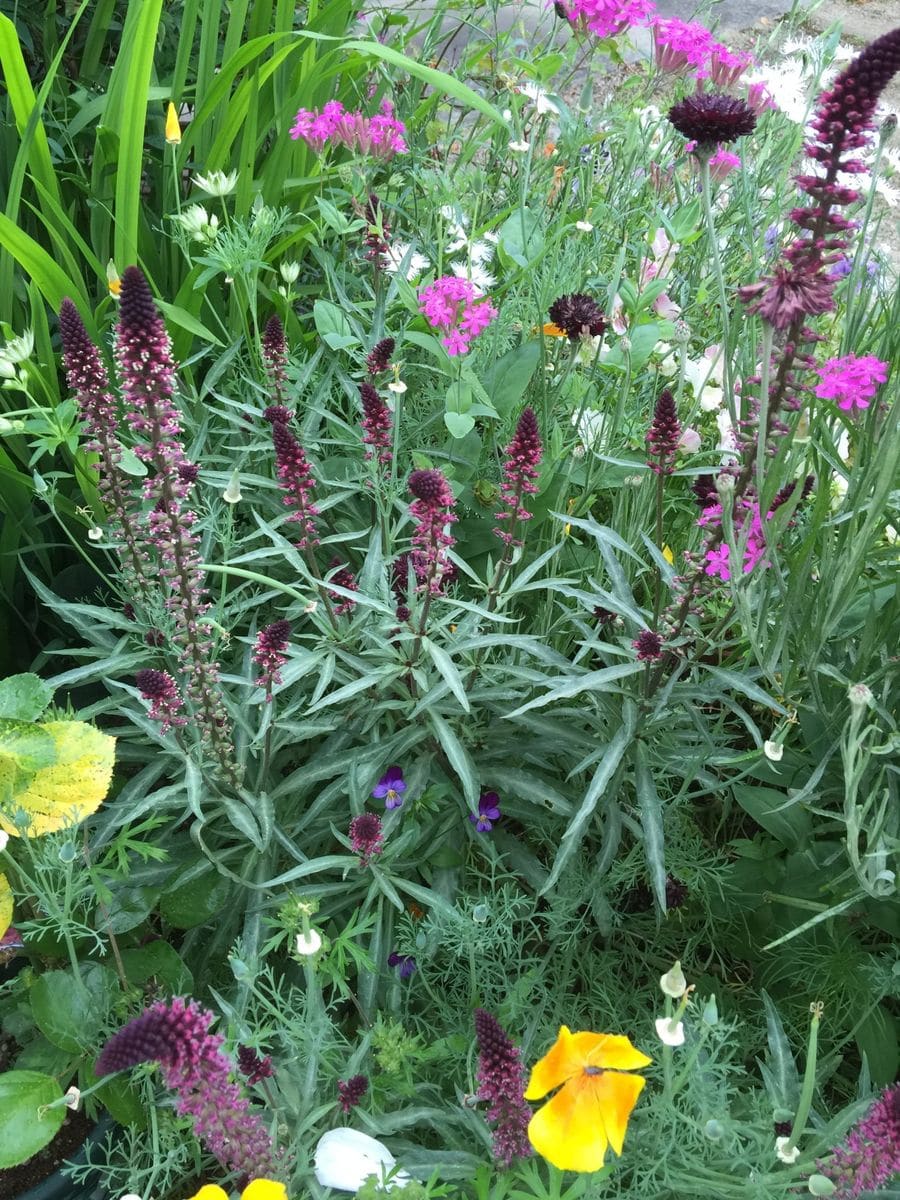 今日の花