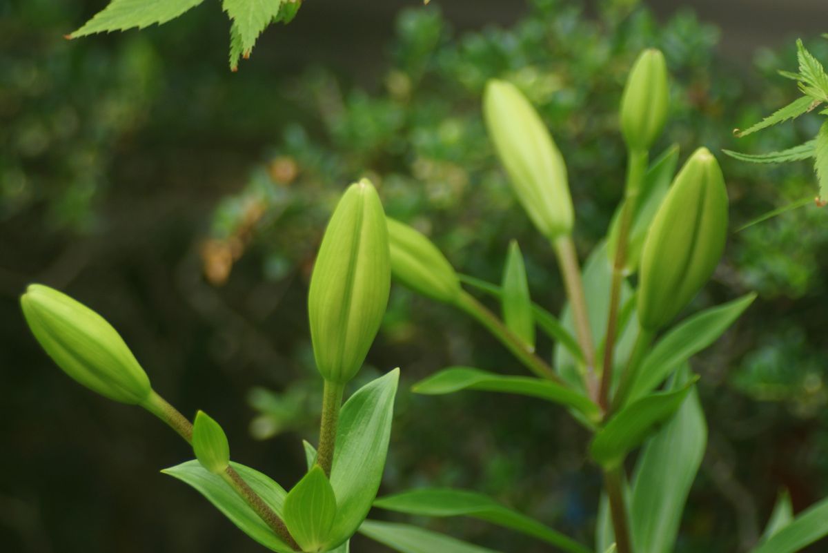 我が家の庭　（蕾）