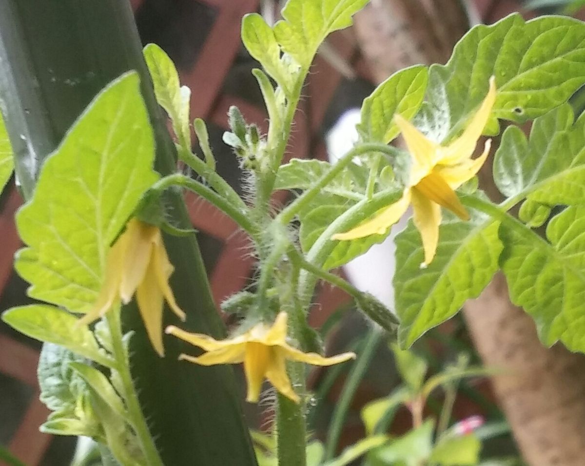 ミニトマトのお花とニゲラ