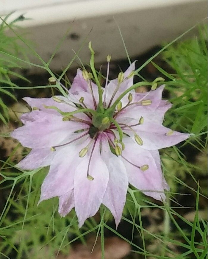 ミニトマトのお花とニゲラ