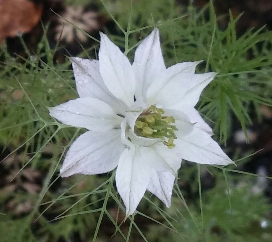 ミニトマトのお花とニゲラ