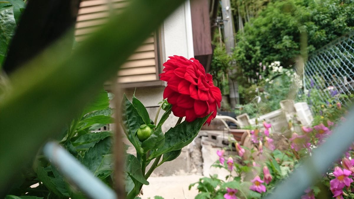 地震後の花壇の様子