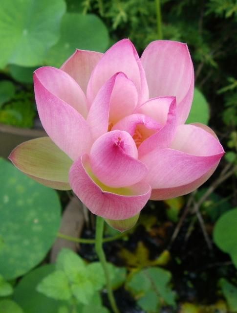 Nelumbo nucifera