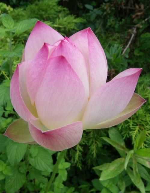 Nelumbo nucifera