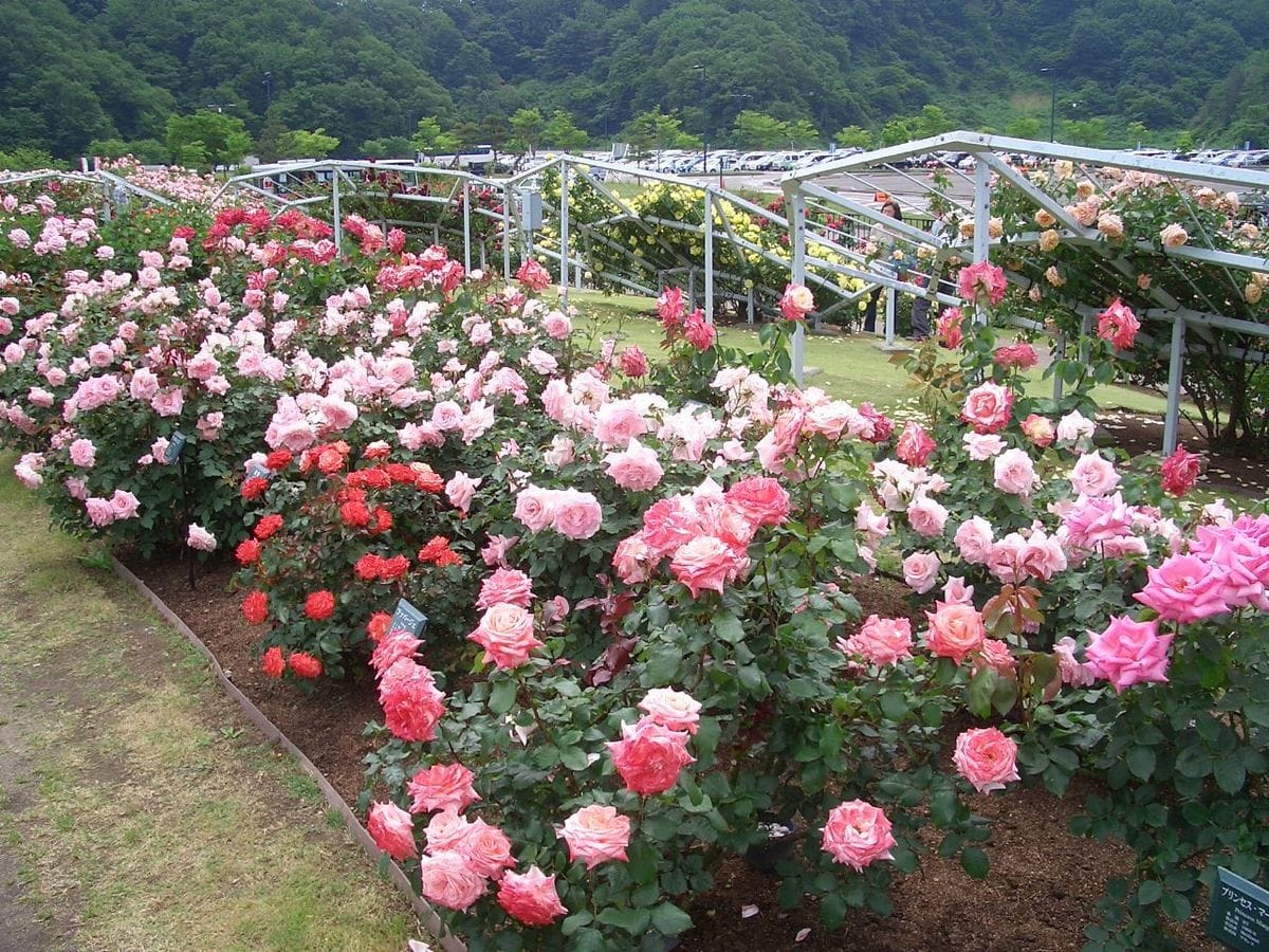 越後丘陵公園　香りのばらまつり