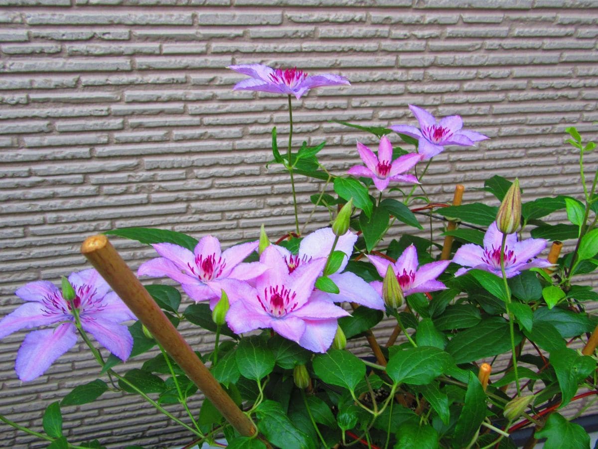 Treasure ship of clematis flowers
