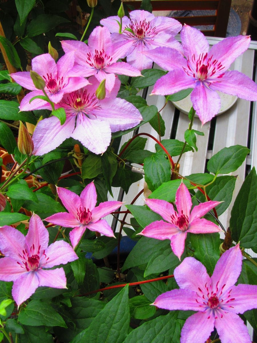 Treasure ship of clematis flowers