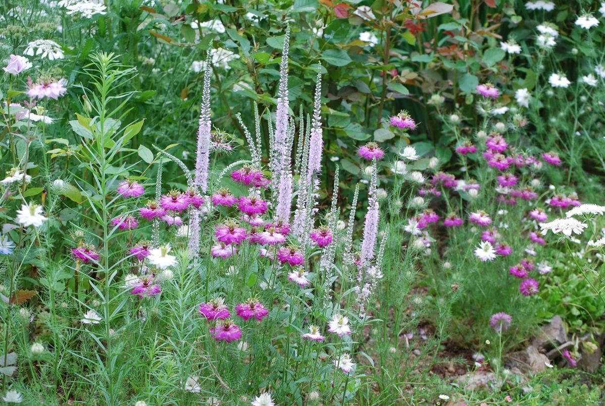 今が花盛り