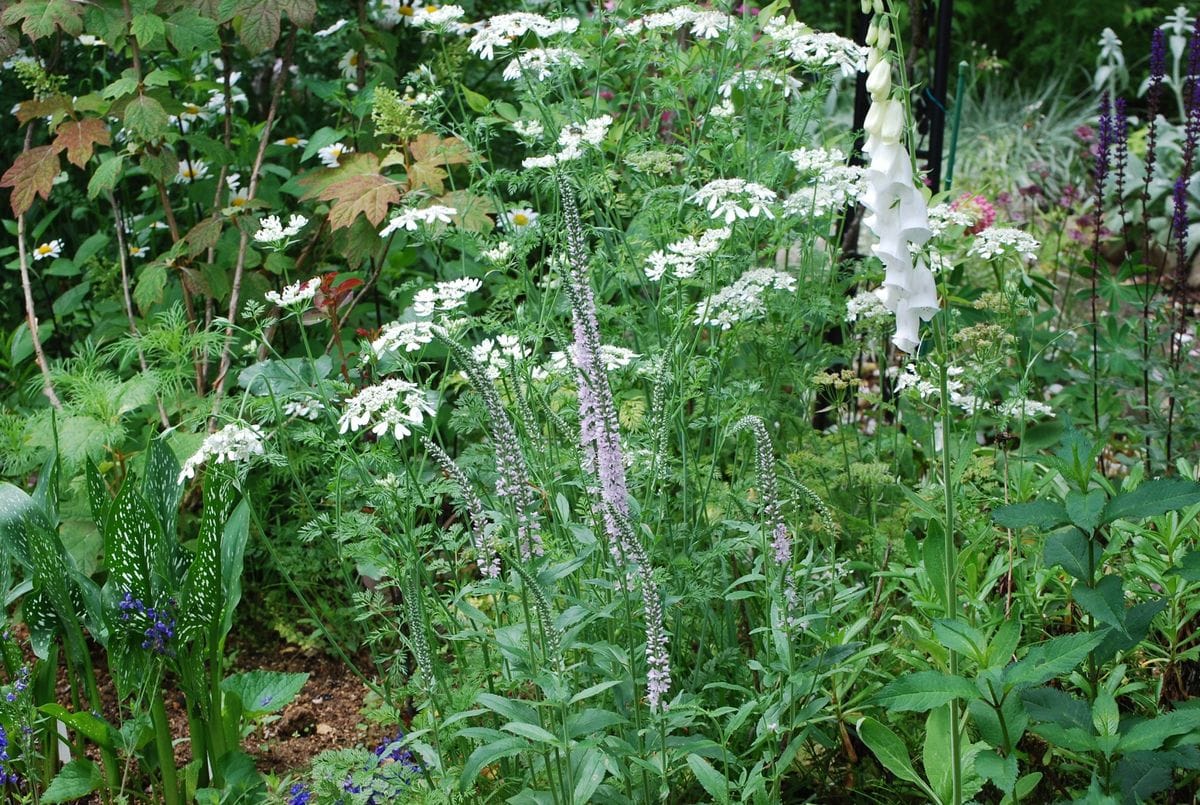 今が花盛り