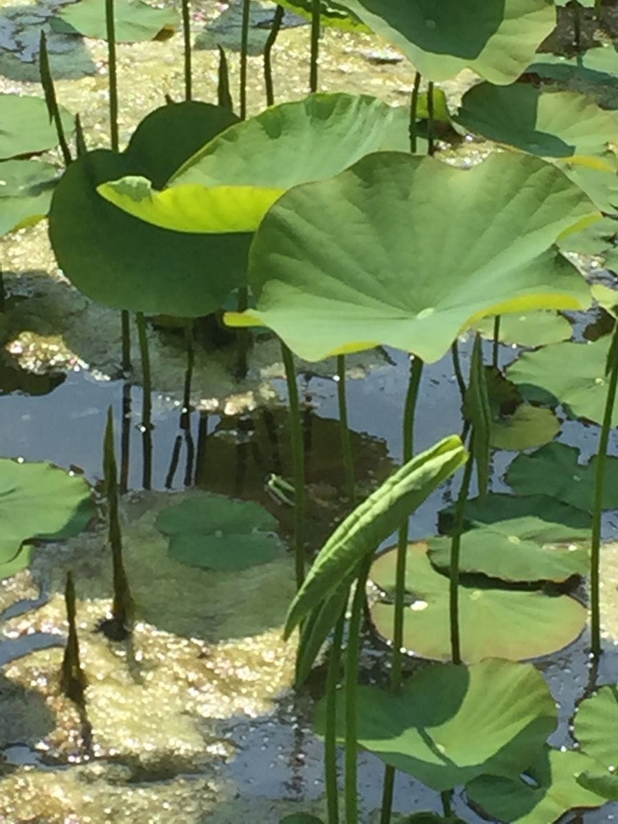 蓮の新葉in薬師寺池公園in町田市