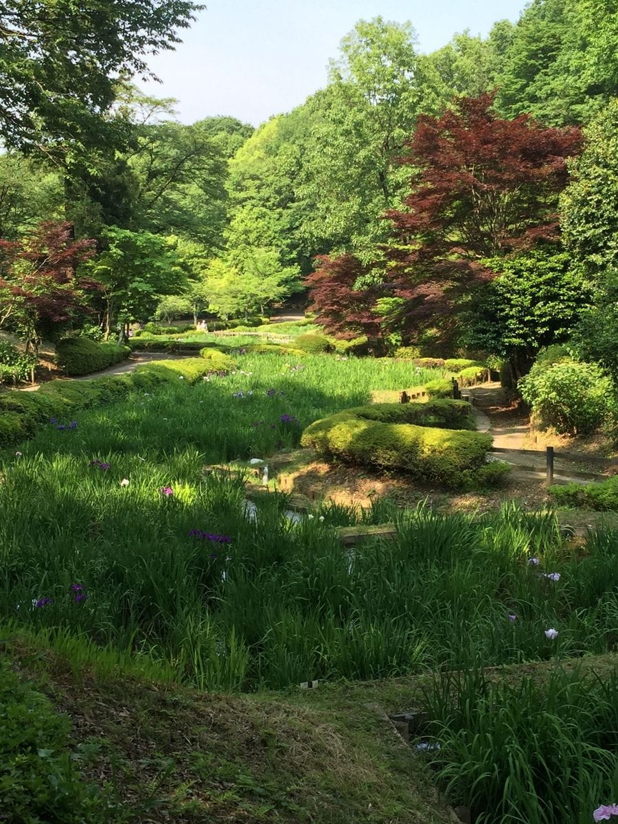 蓮の新葉in薬師寺池公園in町田市