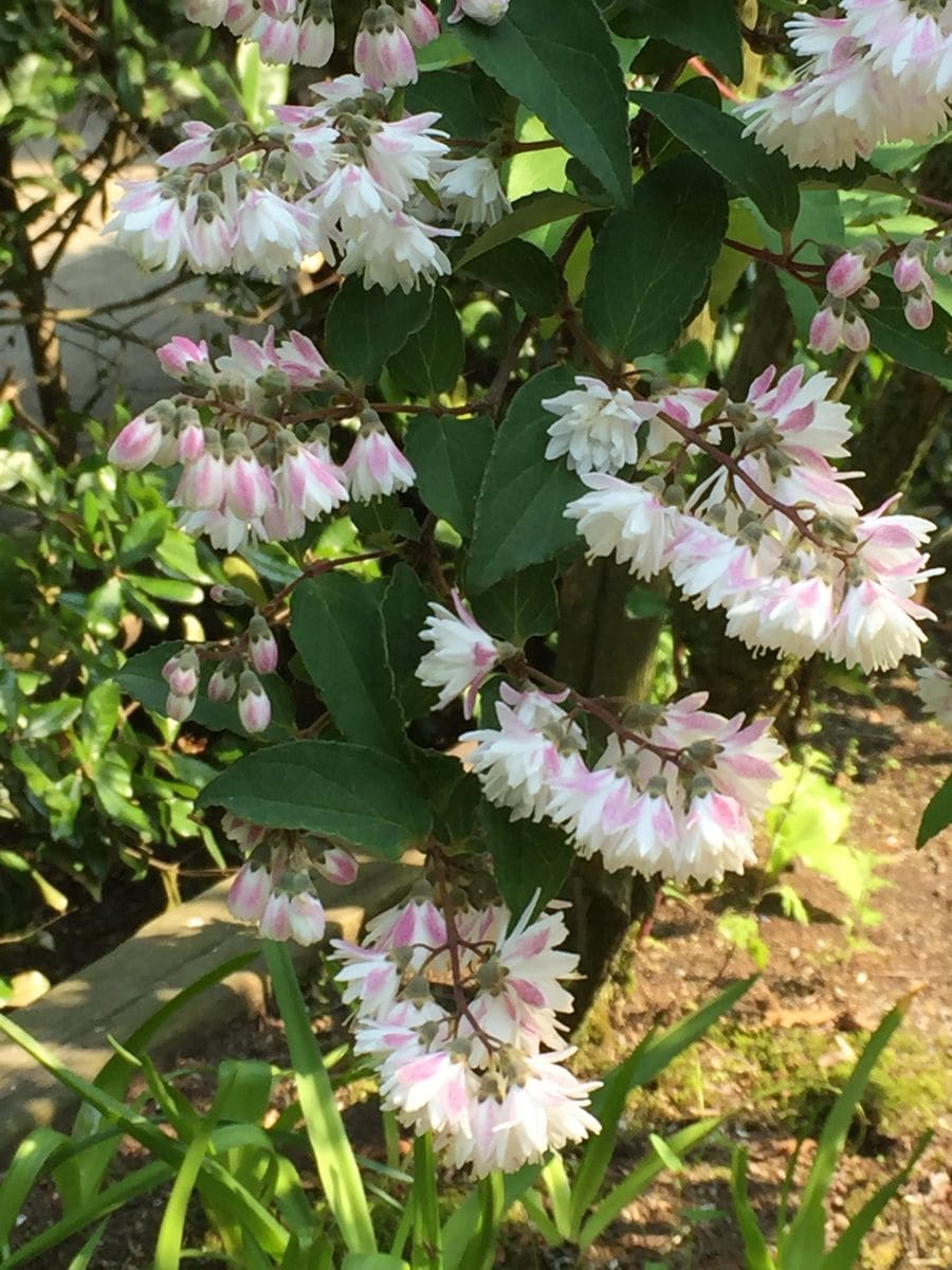 蓮の新葉in薬師寺池公園in町田市