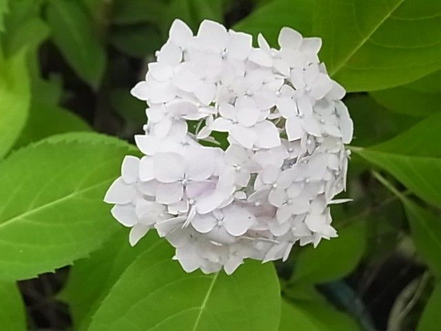 伊予と名の付く山紫陽花