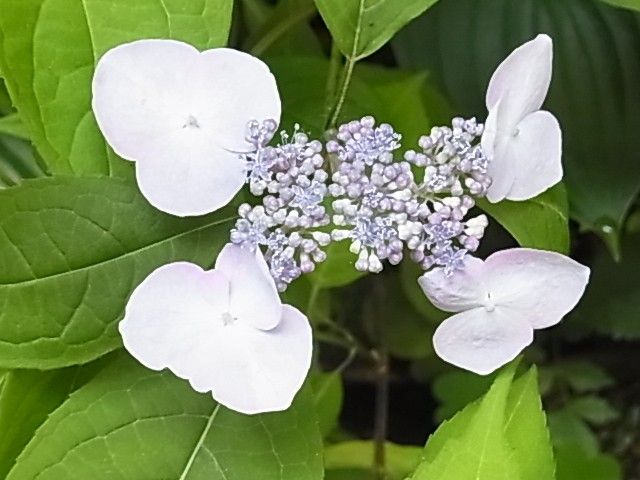 伊予と名の付く山紫陽花