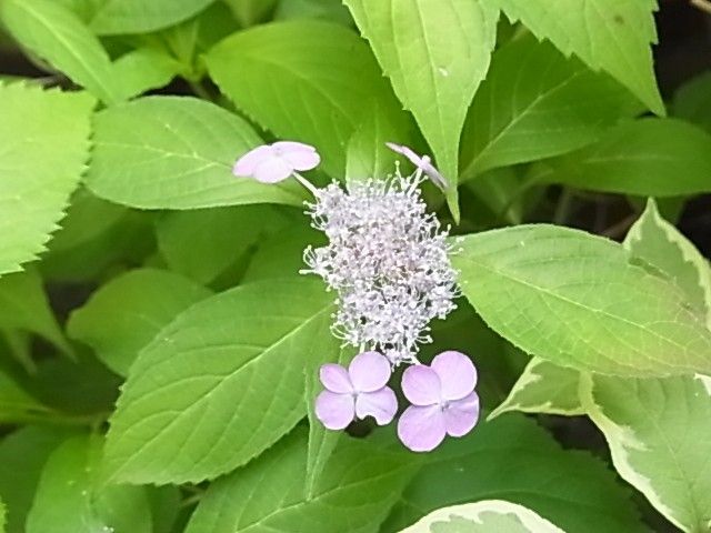 伊予と名の付く山紫陽花