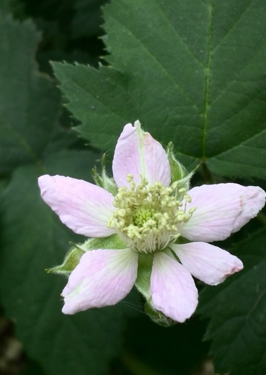 咲き始めた花　綺麗に咲きました