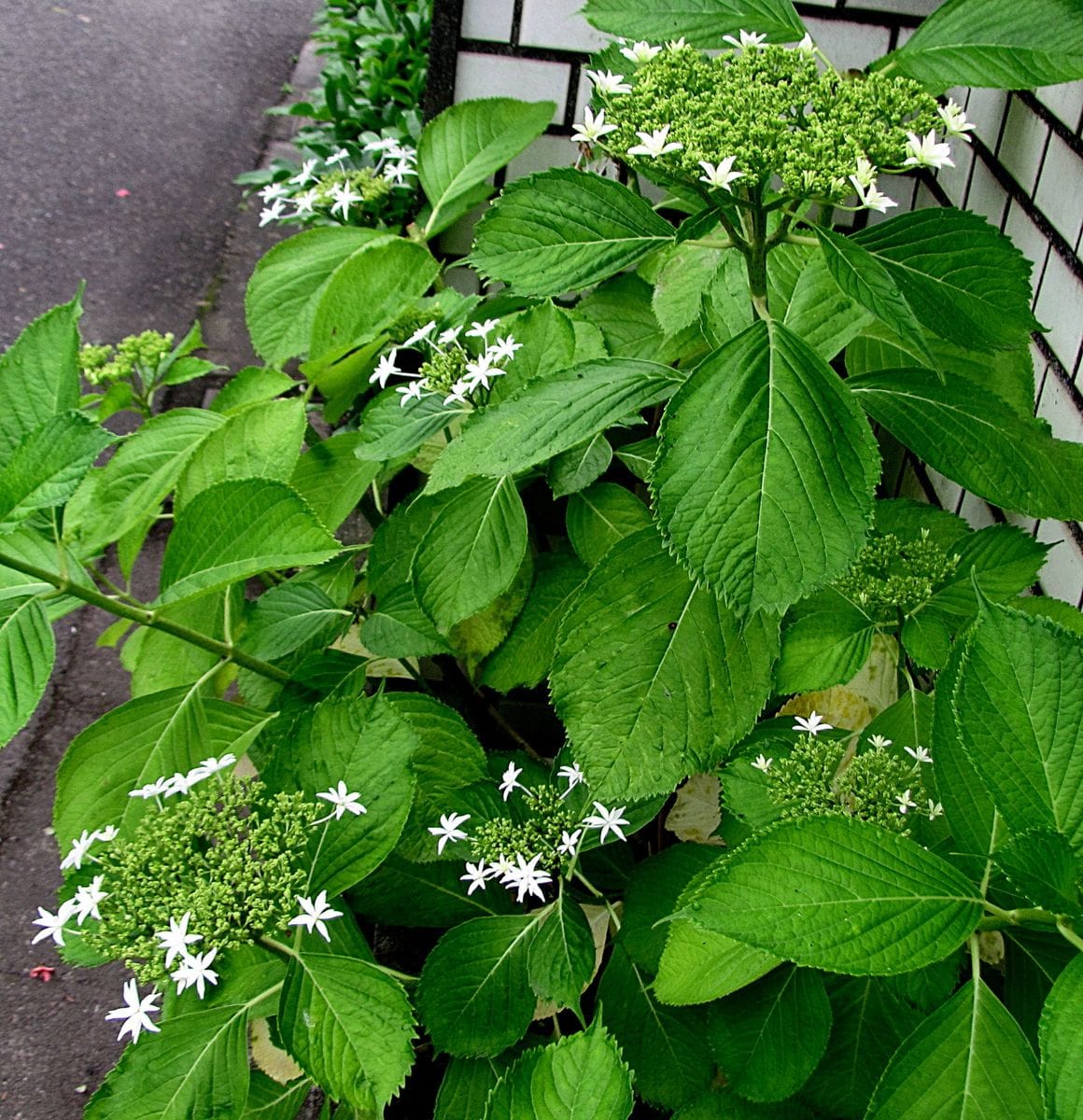 紫陽花・ほぼ満開