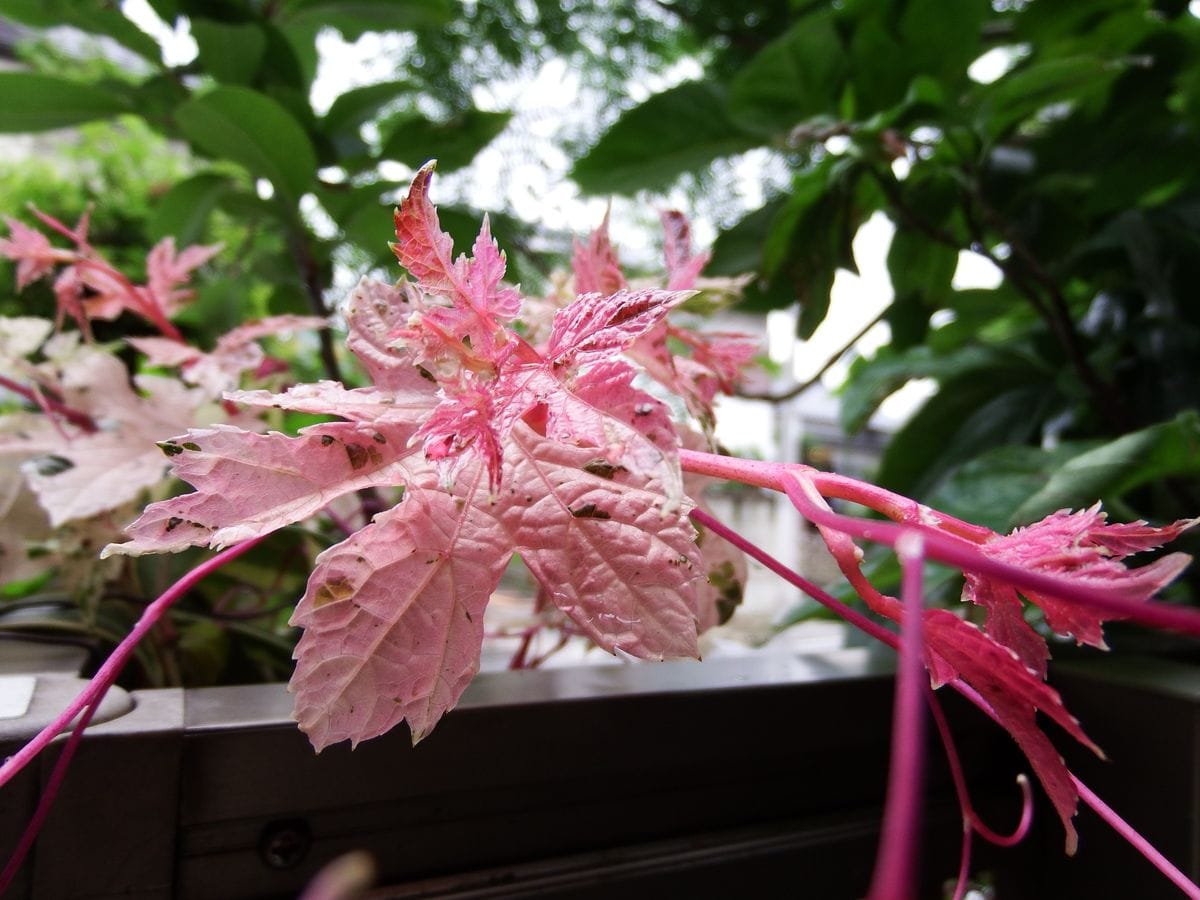 キョウチクトウの花、斑入りノブドウ、バラ