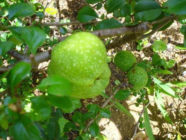 花は少なくなったけど実が出来てます。