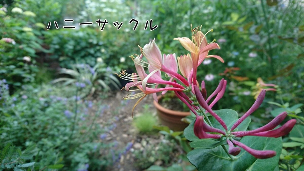 東庭の宿根草と風景