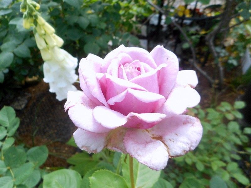 今日の薔薇(^^♪貫生花が咲きました。