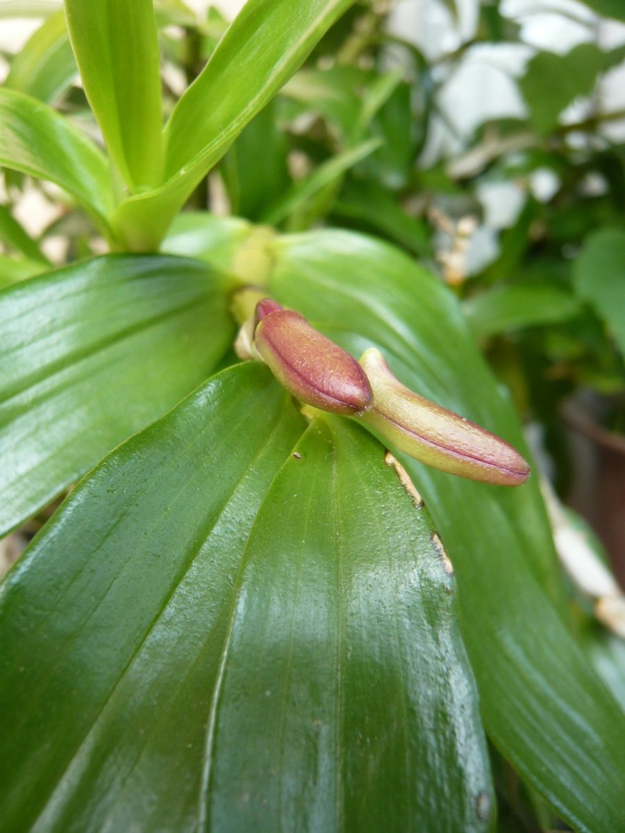 デンドロビウムに蕾。