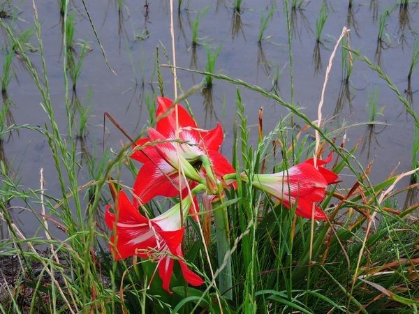 流木と月と畦道のアマリリス