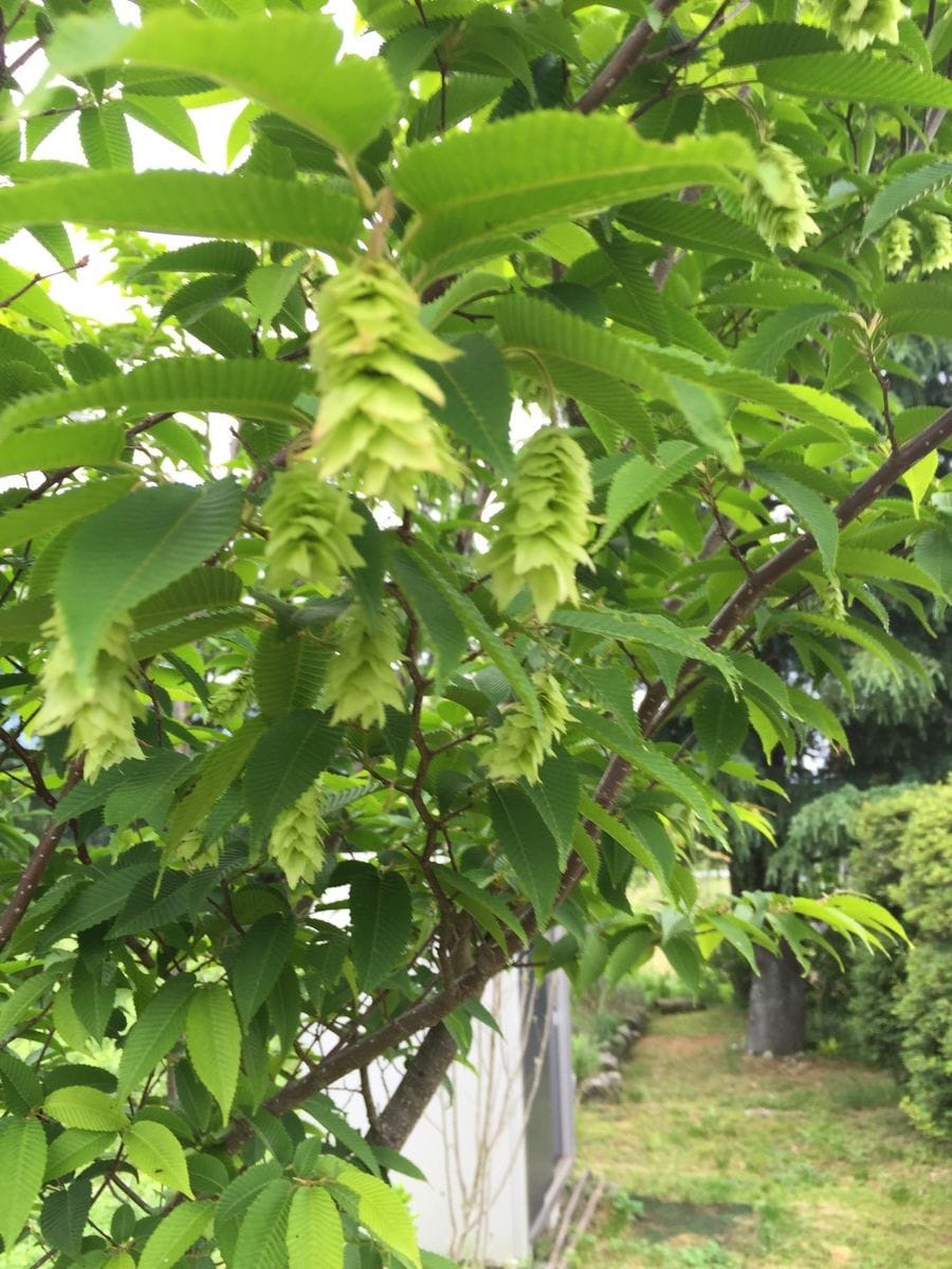 木の名前🌿教えて🙏