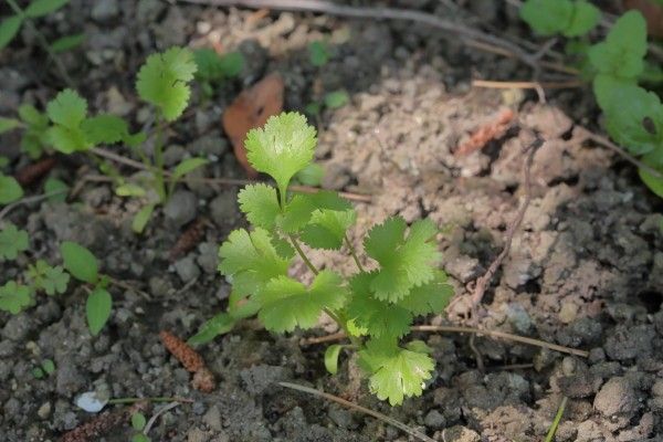 ラベンダーには花が咲き始めています