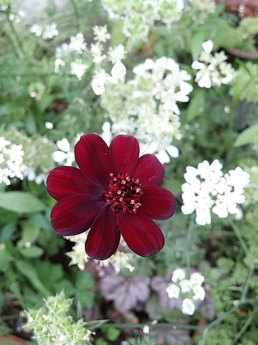 チョコレートコスモスの刺し芽