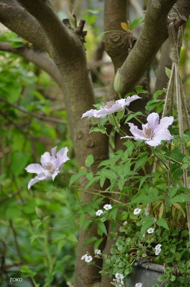 花の大きなクレマチス