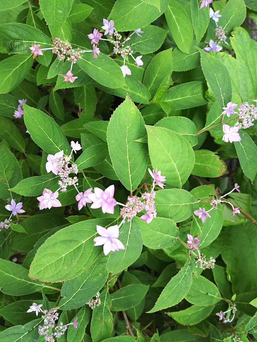 紫陽花が色づきはじめました